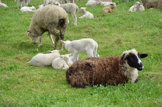 Reprodução ovelha